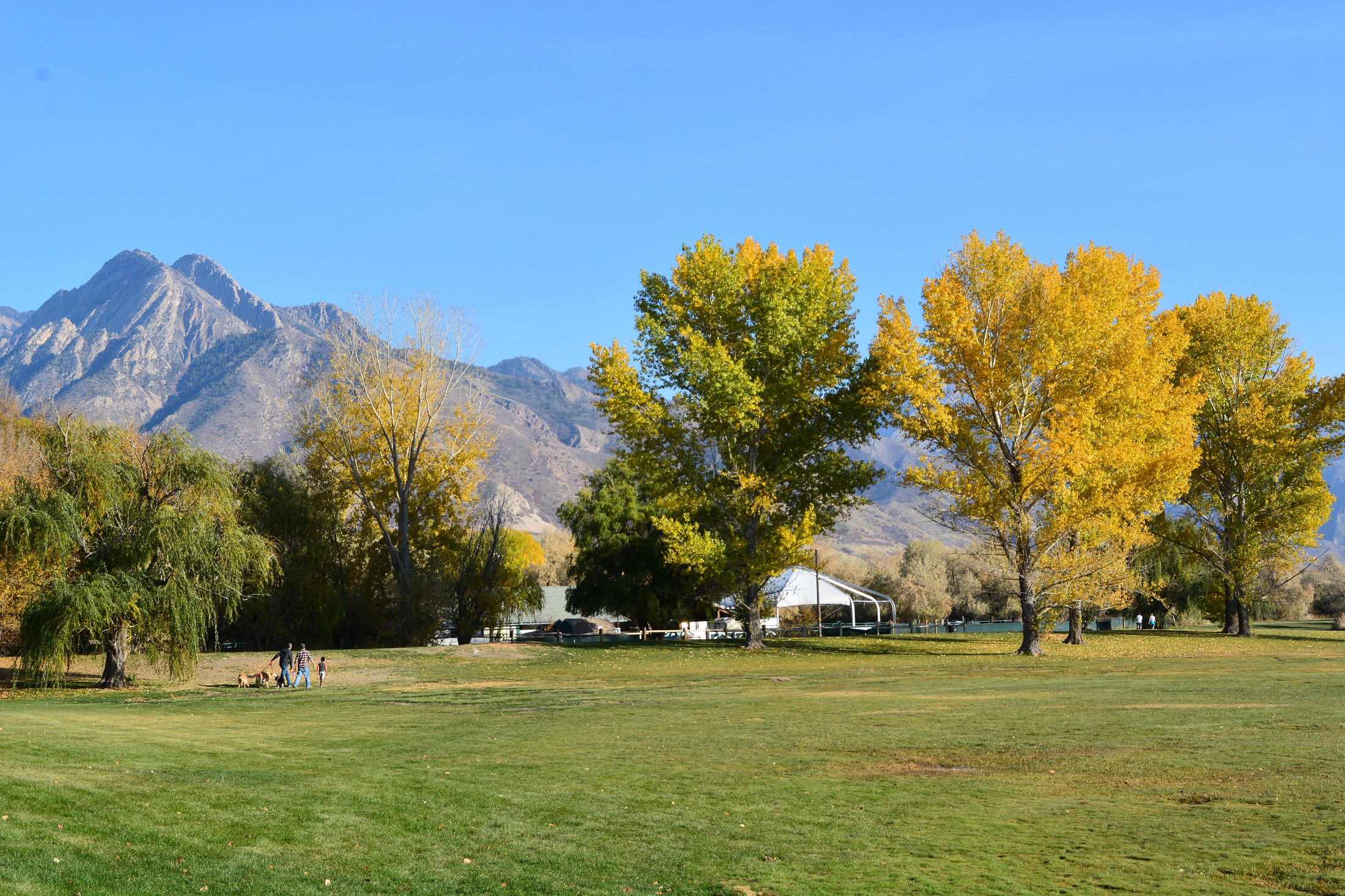 A group of trees in a field.