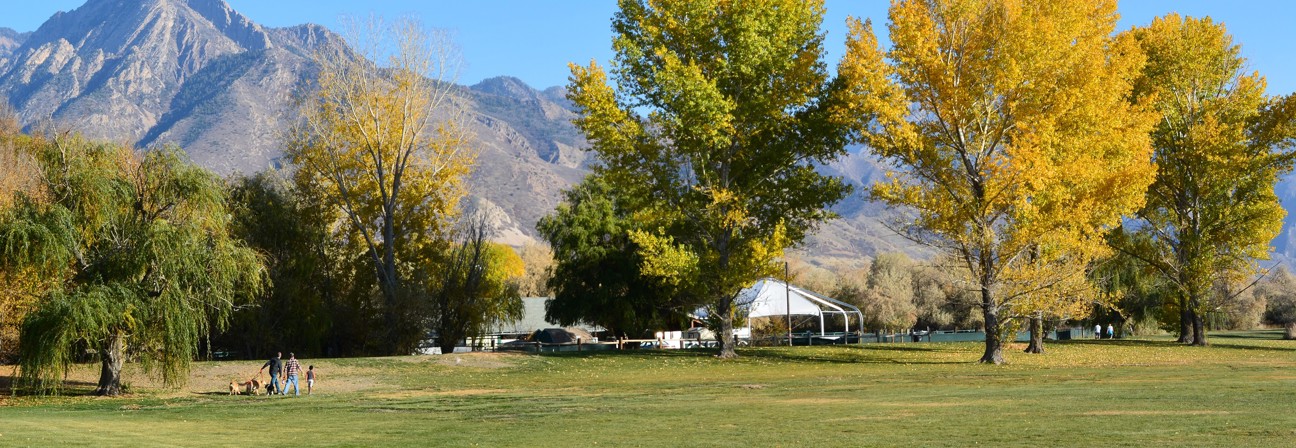 A group of trees in a field.