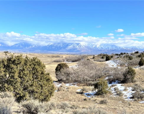 A landscape with bushes and trees.